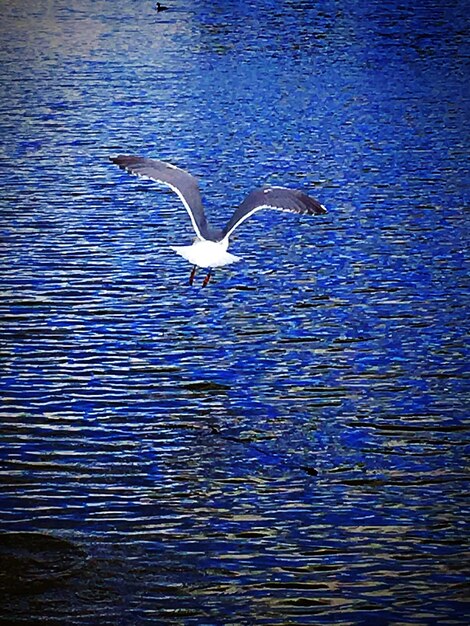 Seagull flying over blue water