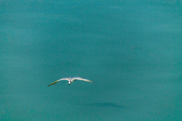 Foto un gabbiano che vola in un'acqua blu