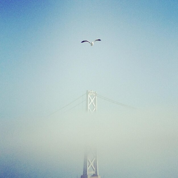 Seagull flying over bridge in fog