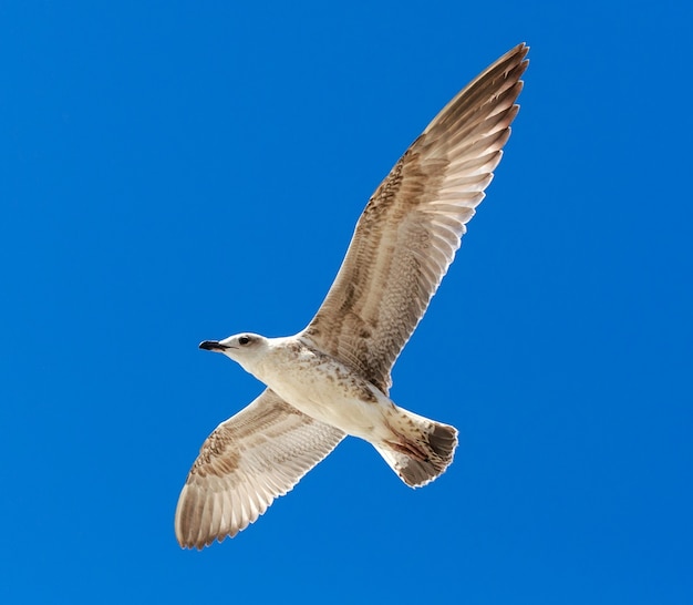 Seagull flying in a clear blue sky.