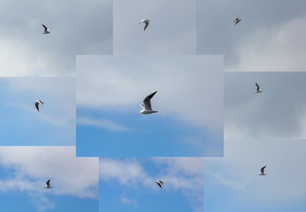 Seagull flying in the clouds large collage