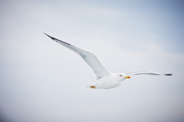 曇りの白い空を飛んでいるカモメ