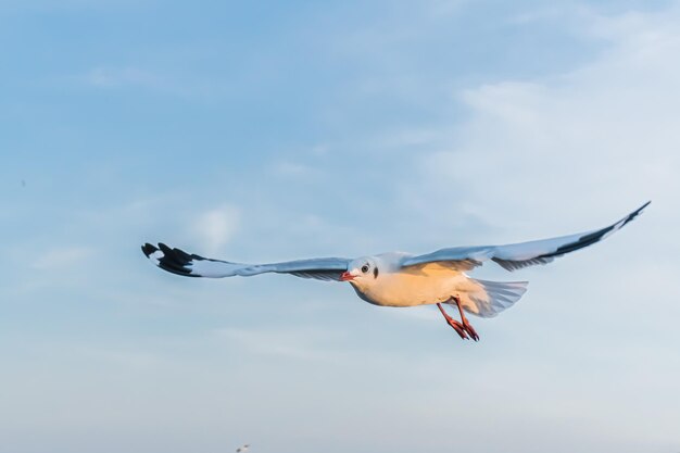 写真 風に乗って高く飛ぶカモメ 飛んでいるカモメ 飛んでいるカモメ