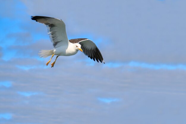 写真 空を飛んでいるカモメ