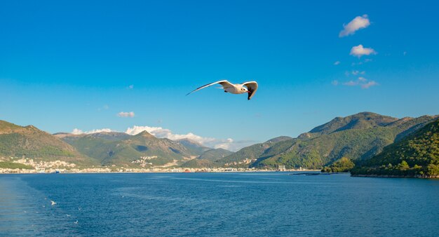 Seagull flying above Ionian sea.