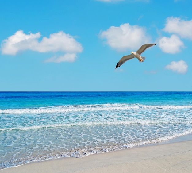 Seagull flying over La Pelosa beach Sardinia