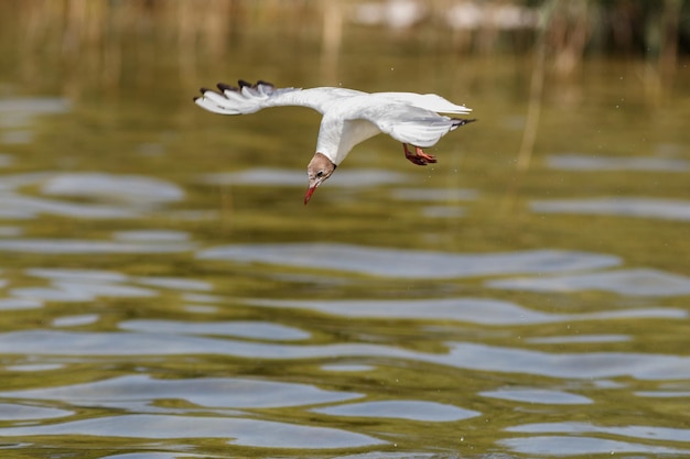 Photo seagull flying over lake