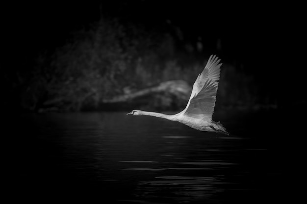Photo seagull flying over a lake