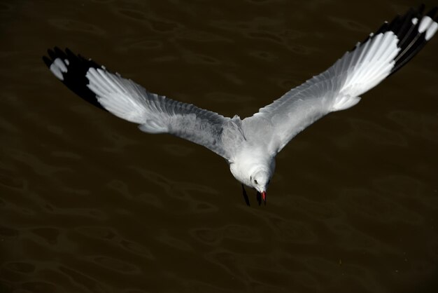 Photo seagull flying over a lake