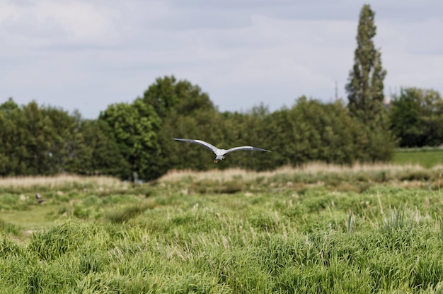 Photo seagull flying over meadow