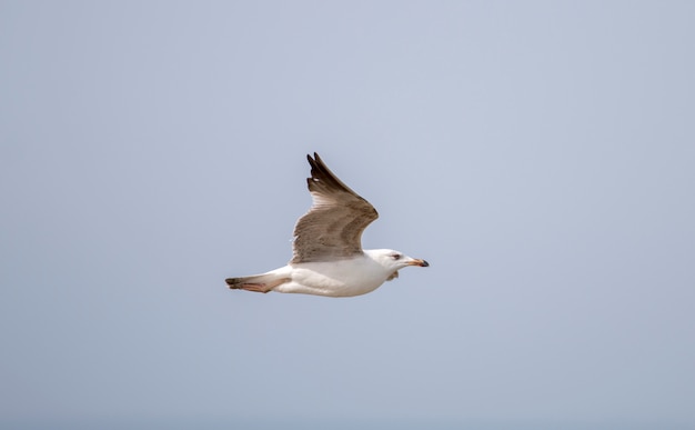 海岸近くを飛ぶカモメ