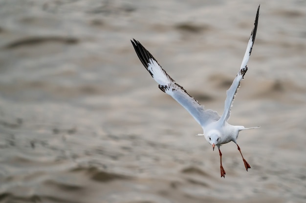 海の上を飛んでいるカモメ