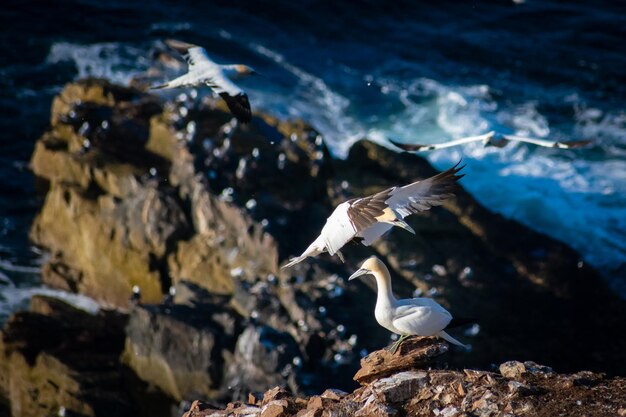 写真 岩の上を飛ぶカモメ