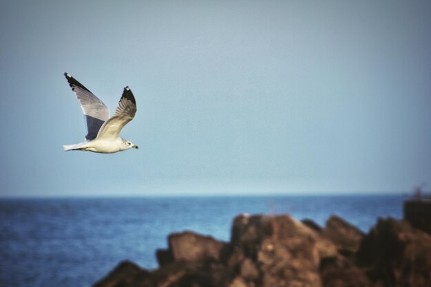 写真 明るい空に照らして海を飛ぶカモメ