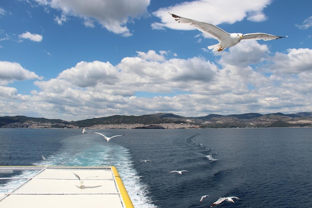 写真 空に向かって海を飛ぶカモメ