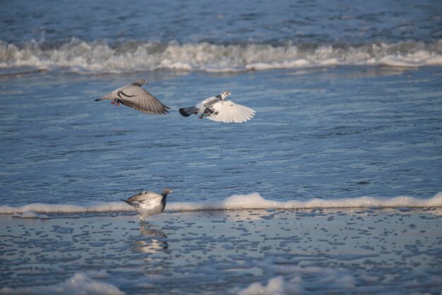 写真 海を飛ぶカモメ