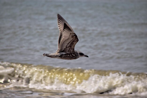 写真 海を飛ぶカモメ