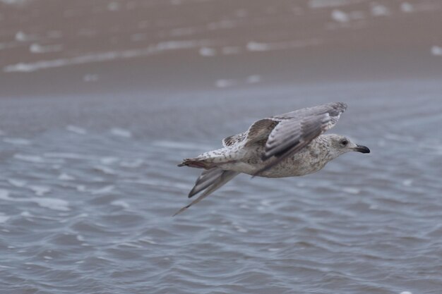 写真 海の上を飛ぶカモメ