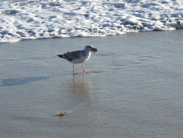 写真 水面を飛ぶカモメ