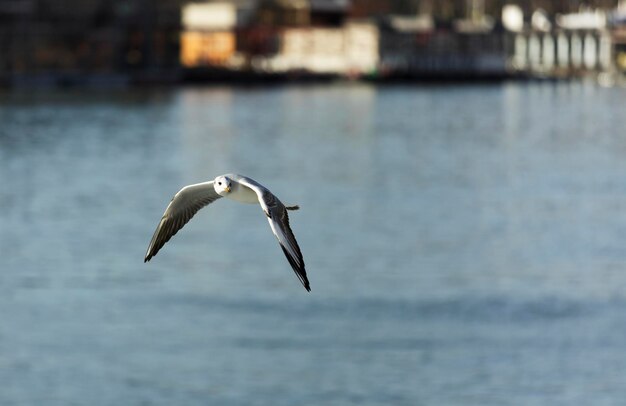 Seagull flying over the river