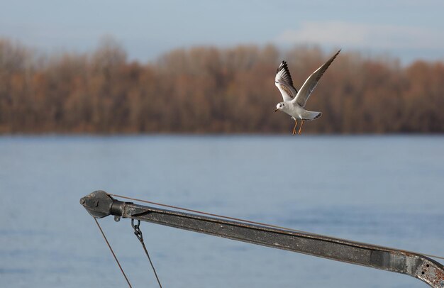 Seagull flying over the river