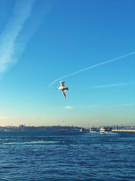 Seagull flying over sea against blue sky