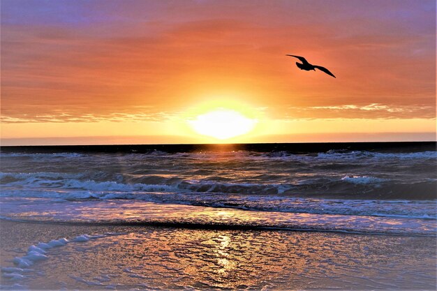 Seagull flying over sea against sky during sunset