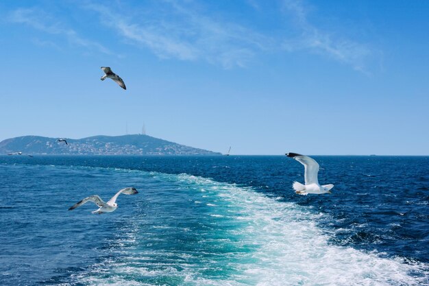 Seagull flying over sea against sky