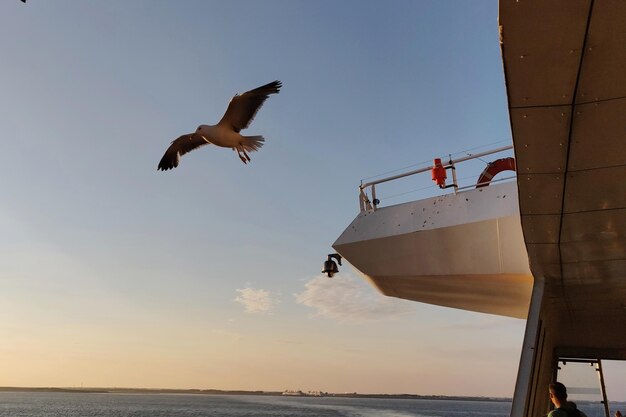 Foto il gabbiano vola sul mare contro il cielo