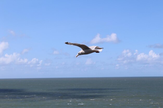 Seagull flying over sea against sky