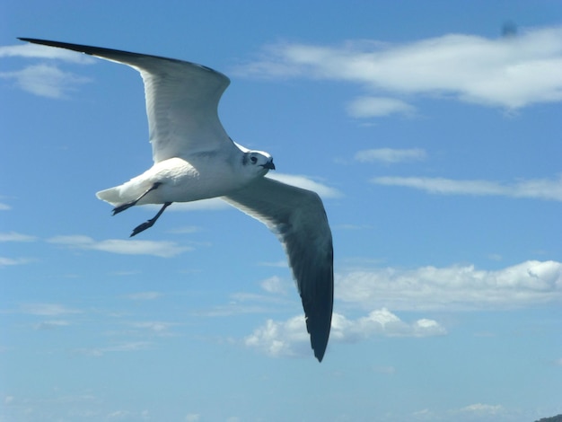 Photo seagull flying over sea against sky