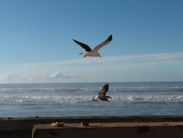 Seagull flying over sea against sky