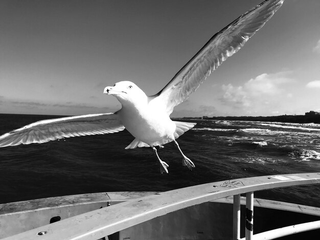 Photo seagull flying over sea against sky