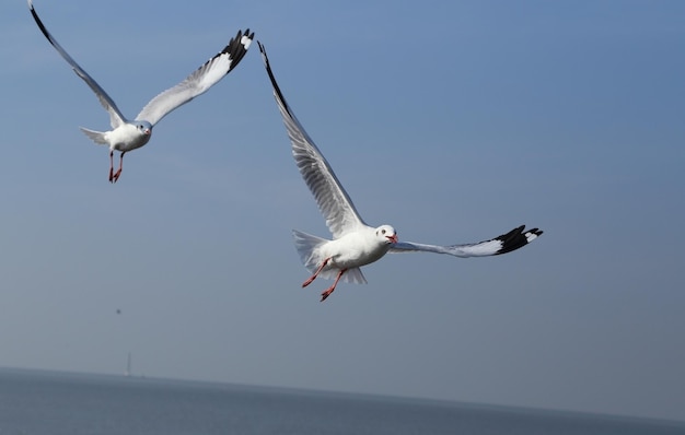 Photo seagull flying over sea against sky