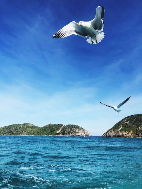 Seagull flying over sea against sky