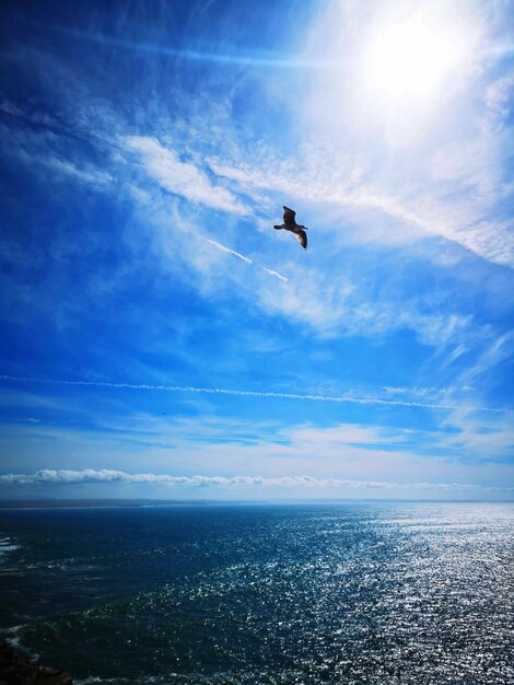 Seagull flying over sea against sky