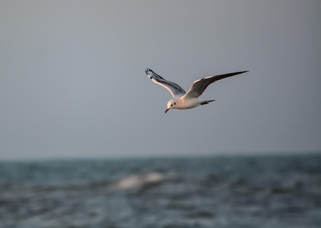 Seagull flying over sea against sky