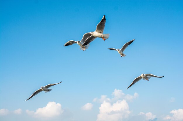 Seagull flying over the sea in istanbul urban environment