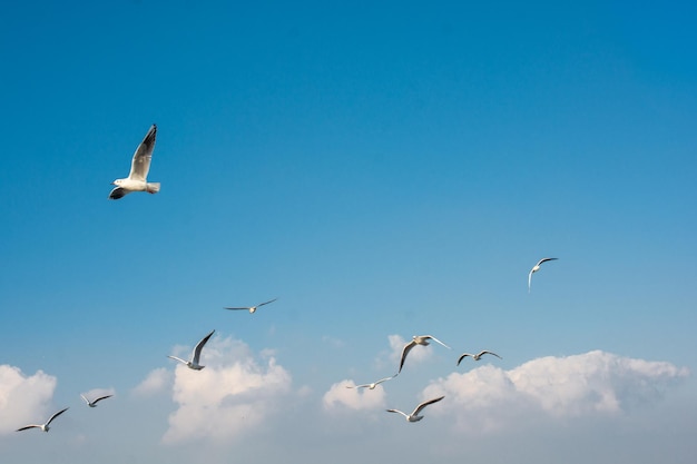 Seagull flying over the sea in Istanbul urban environment