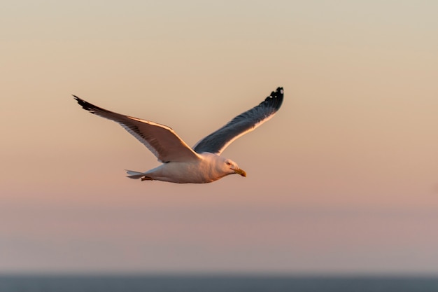 Seagull flying at sea at sunset. Golden hour lighting.