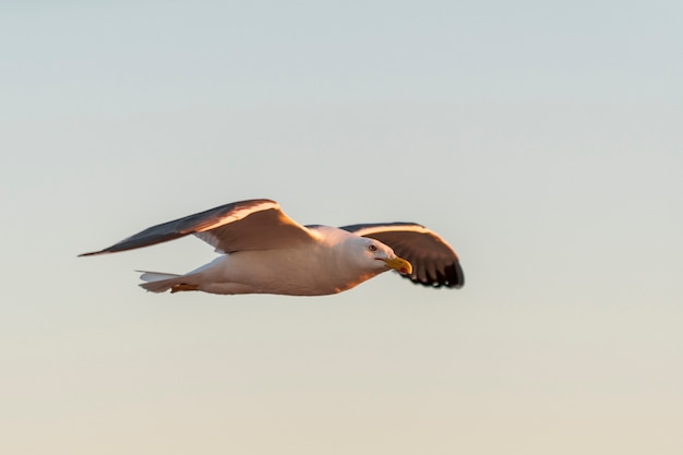 Foto gabbiano che vola in mare al tramonto. illuminazione dell'ora d'oro.