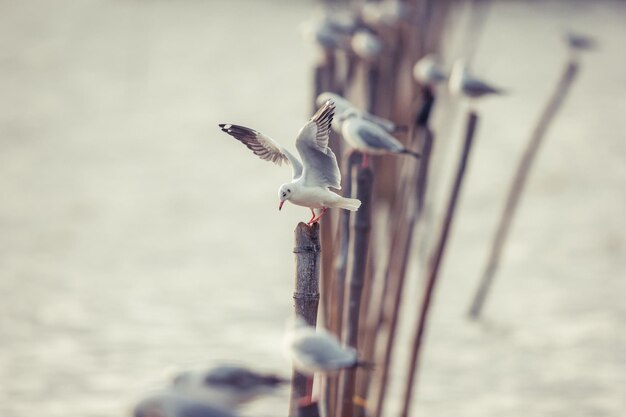 Photo seagull flying over sea