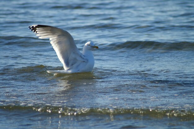 Seagull flying over sea