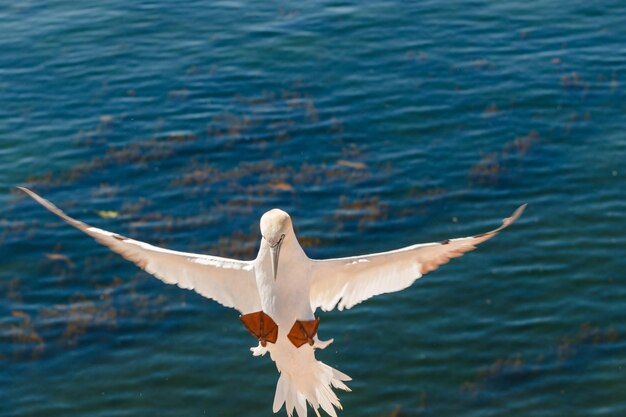 Foto il gabbiano che vola sul mare