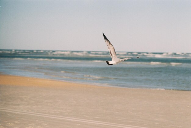 Photo seagull flying over the sea