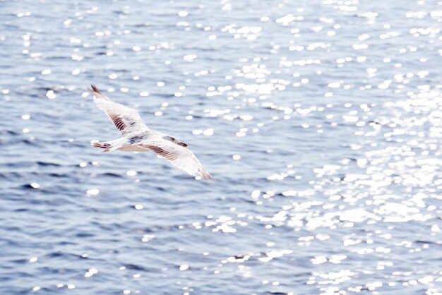 海の上を飛ぶカモメ