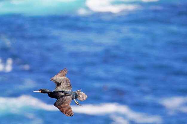 Photo seagull flying in the sea