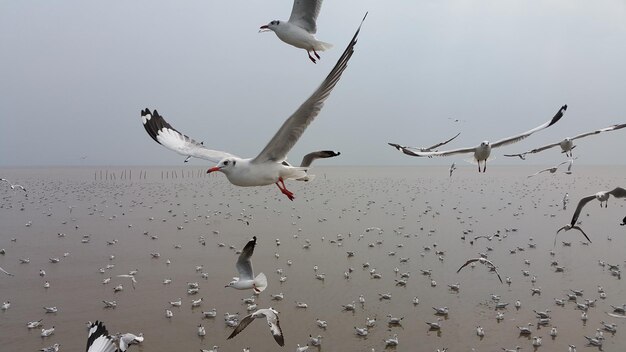 Foto il gabbiano che vola sul mare