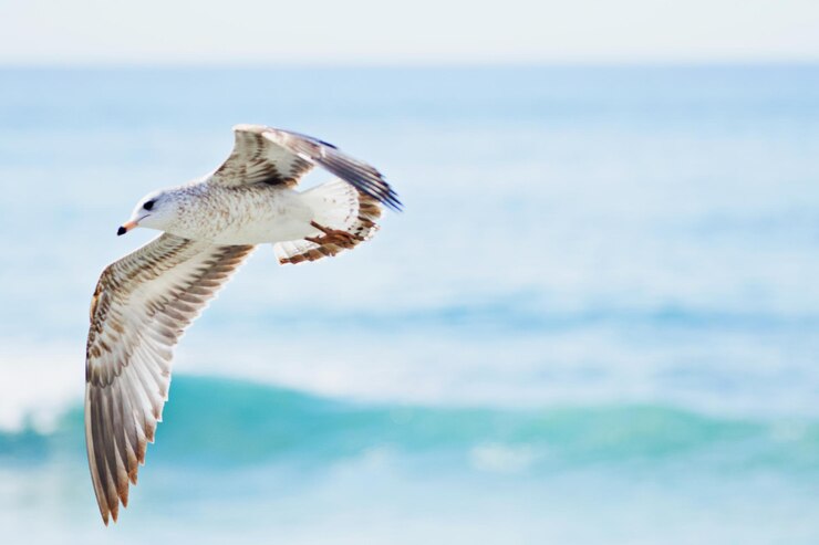 Photo seagull flying in the sea