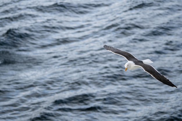 Seagull flying in the sea